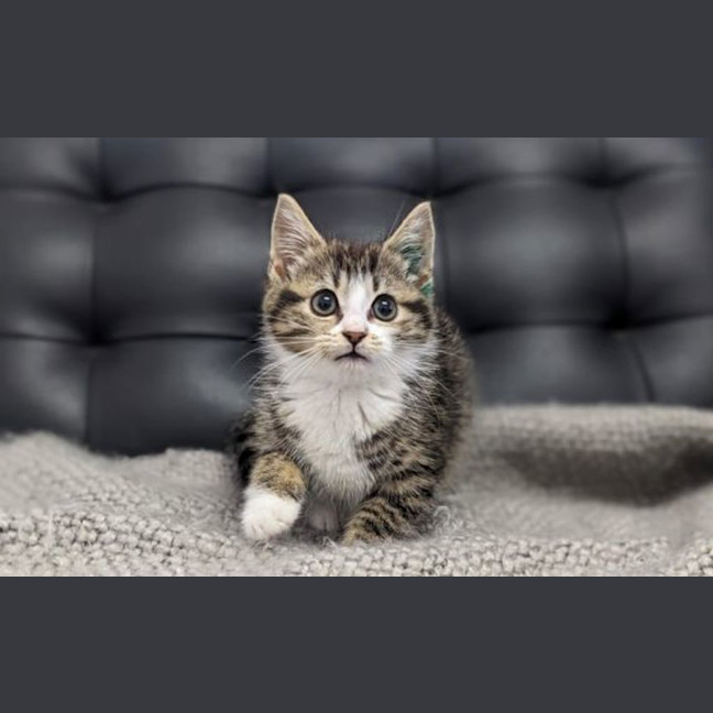 Photo of Pickles