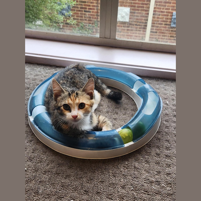 Photo of Lucy   Located In Templestowe