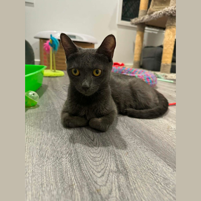 Photo of Sarabi 