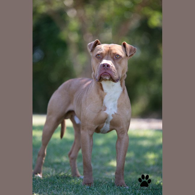 Photo of Diesel
