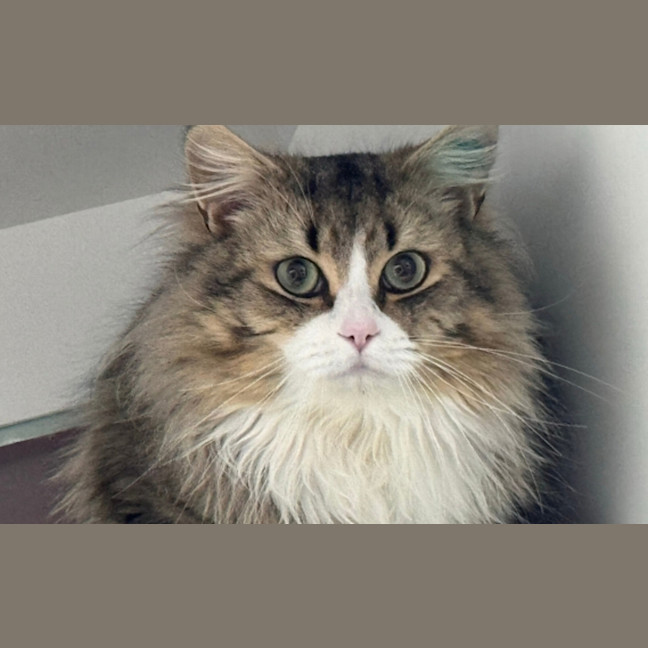 Photo of Hommus