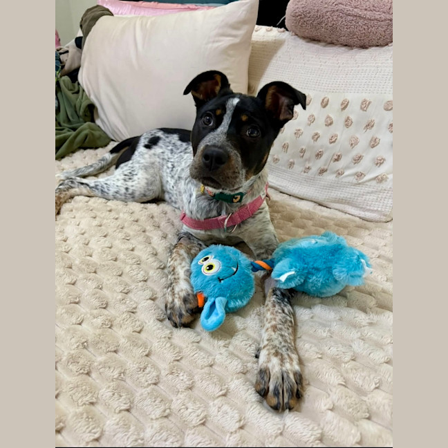 Photo of Peppa
