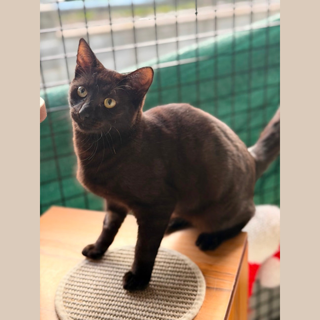 Photo of Coal