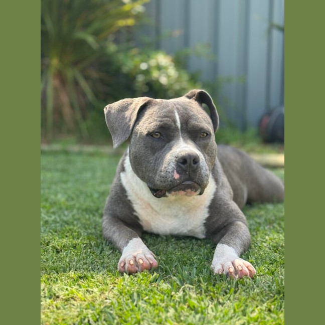 Photo of Tikki