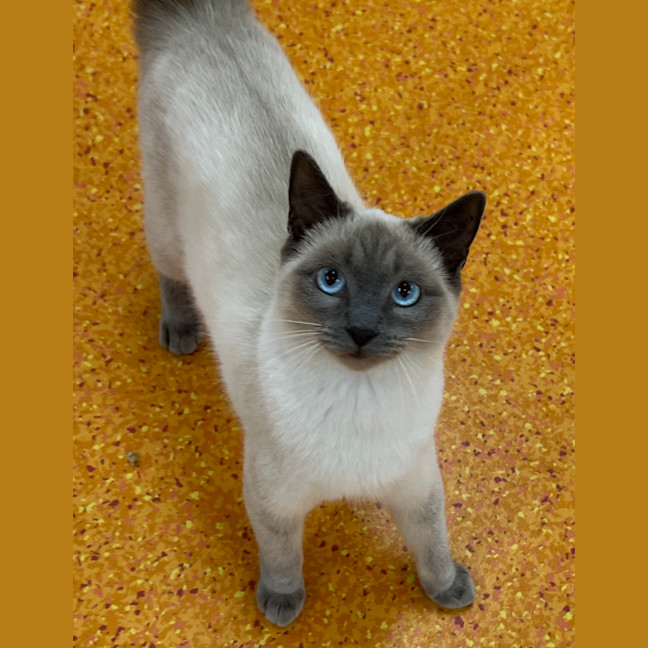 Photo of Nala