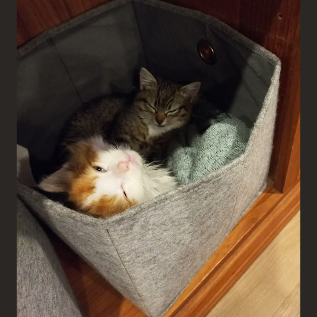 Photo of Flash (With Zuma)