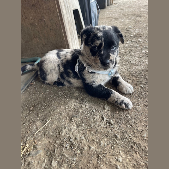 Photo of Leo   8 Week Old Koolie (Trial)