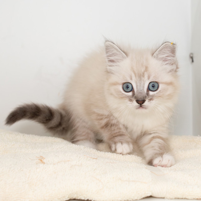 Photo of Burrito