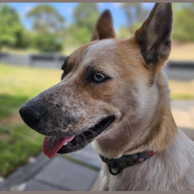 Photo of Roxy   1.5 Year Old Cattle Dog X Husky (Trial)