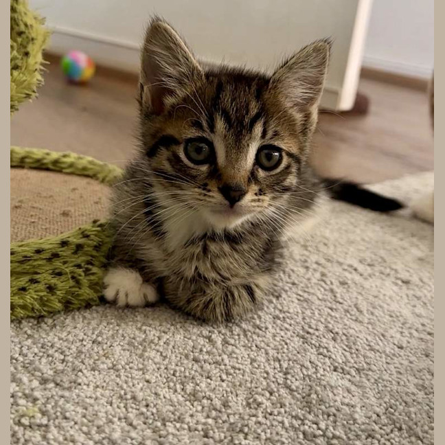 Photo of Poppy