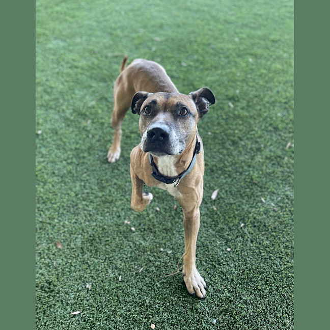 Photo of Diesel