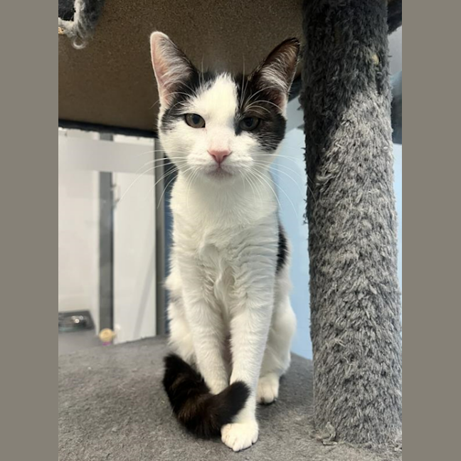 Photo of Palico
