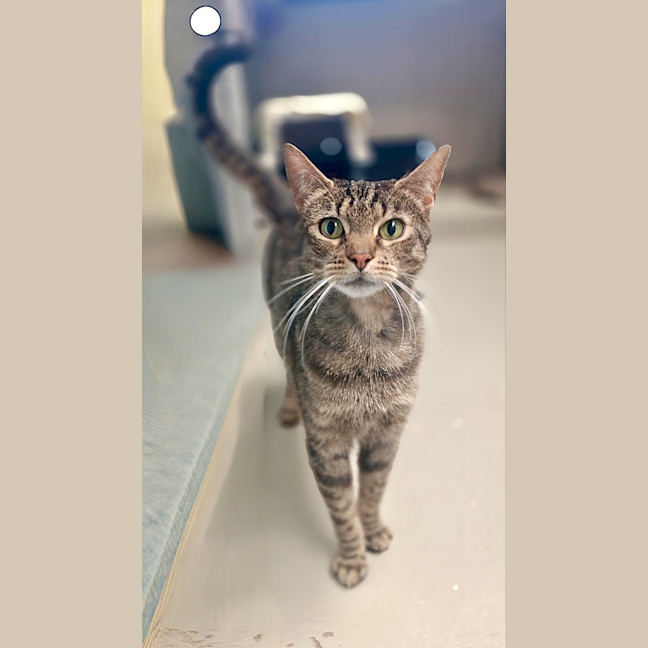 Photo of Binx 