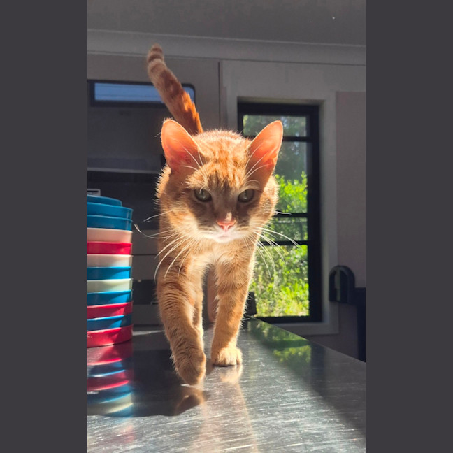 Photo of Tommy (9977)