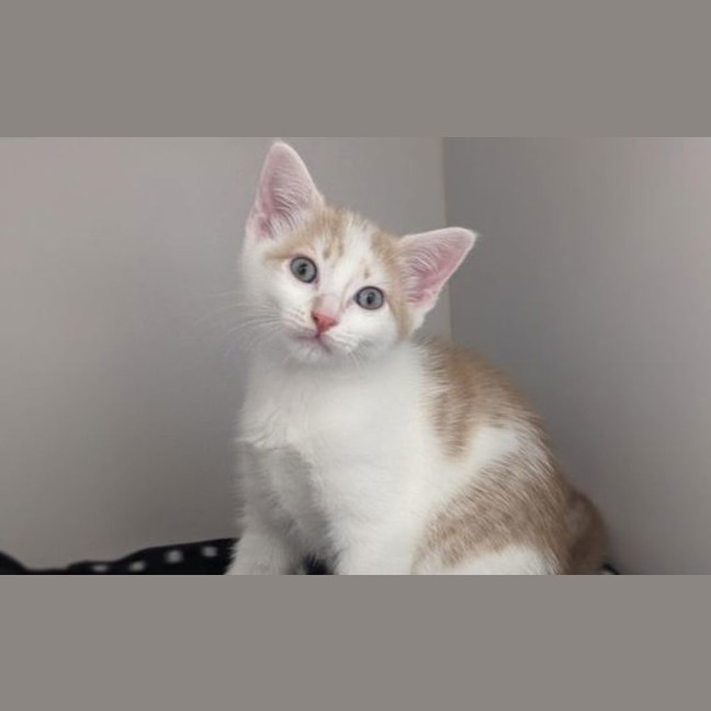 Photo of Winston