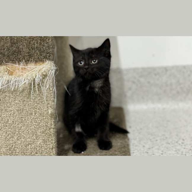 Photo of Pickle