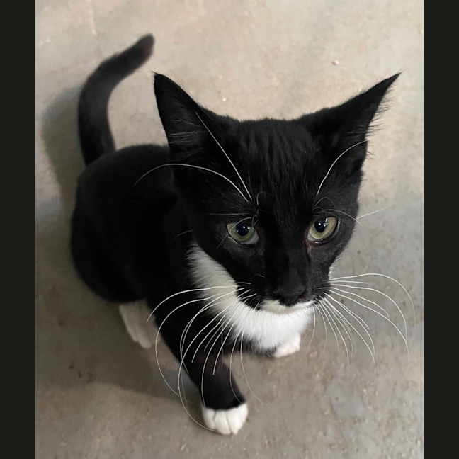 Photo of Sweets Aka Fish Toots