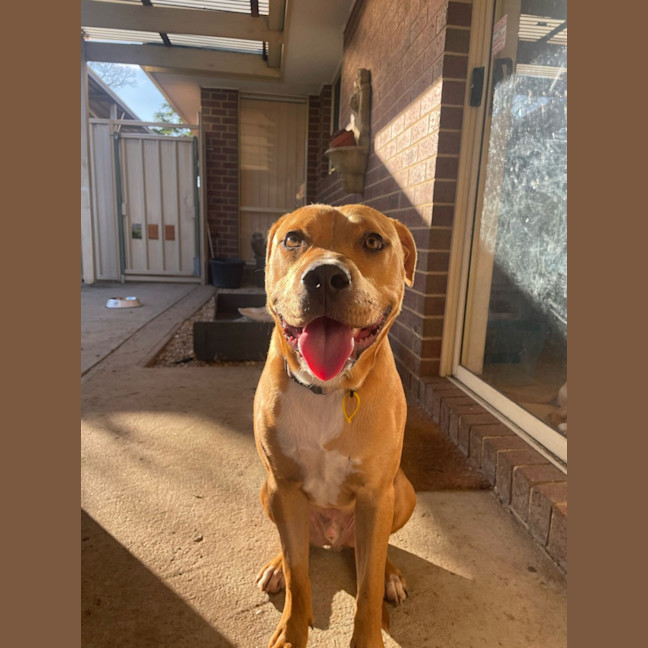 Photo of Shadow