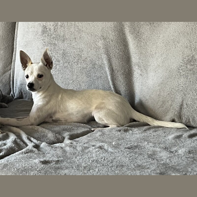 Photo of Bolt