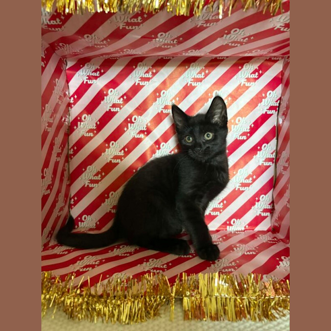Photo of Sirius