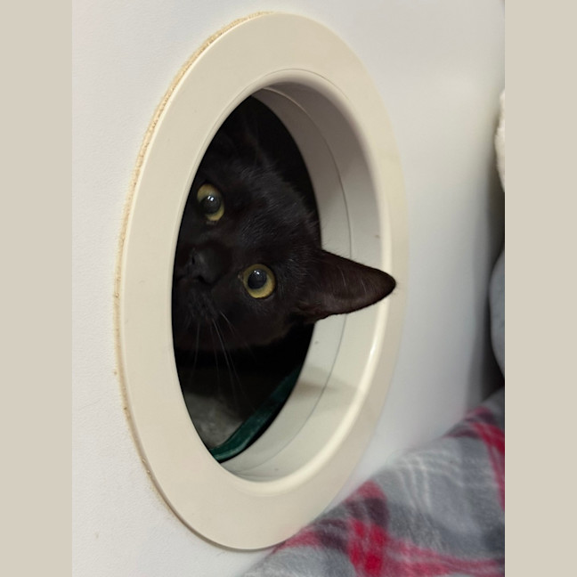 Photo of Raven