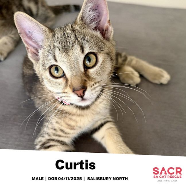 Photo of Curtis