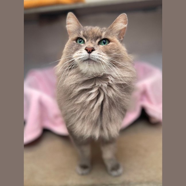 Photo of Snook