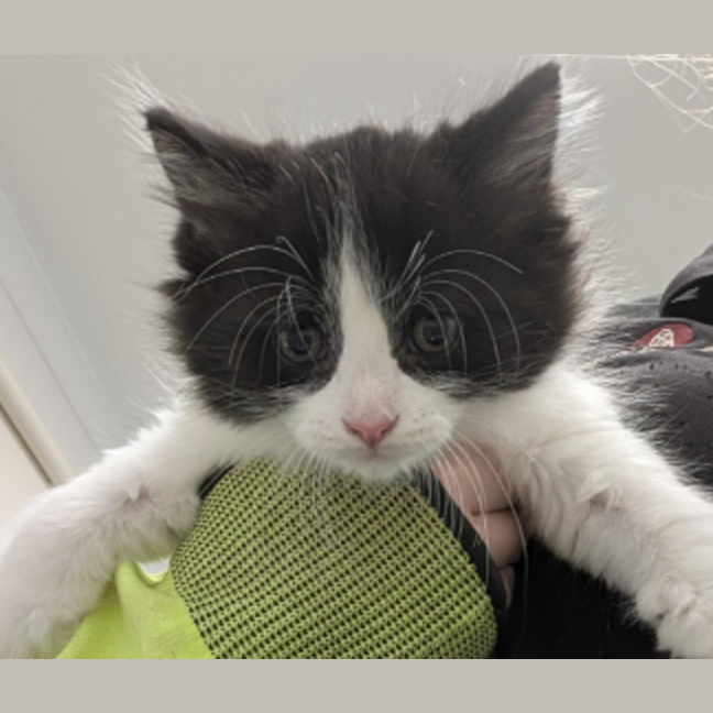 Photo of Scribbles Of Holdsworth