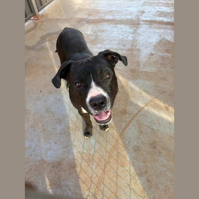 Photo of Koda