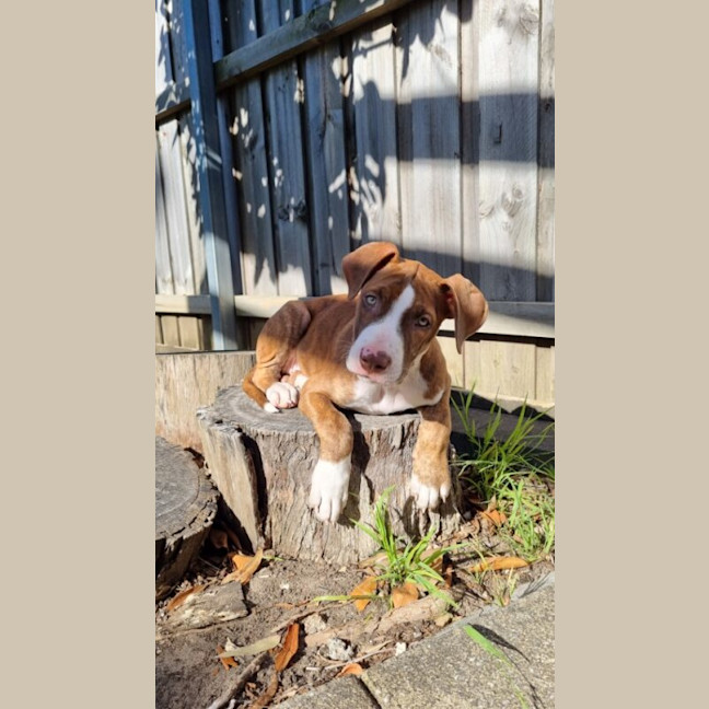 Photo of Soxx