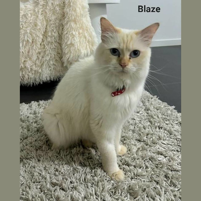 Photo of Blaze