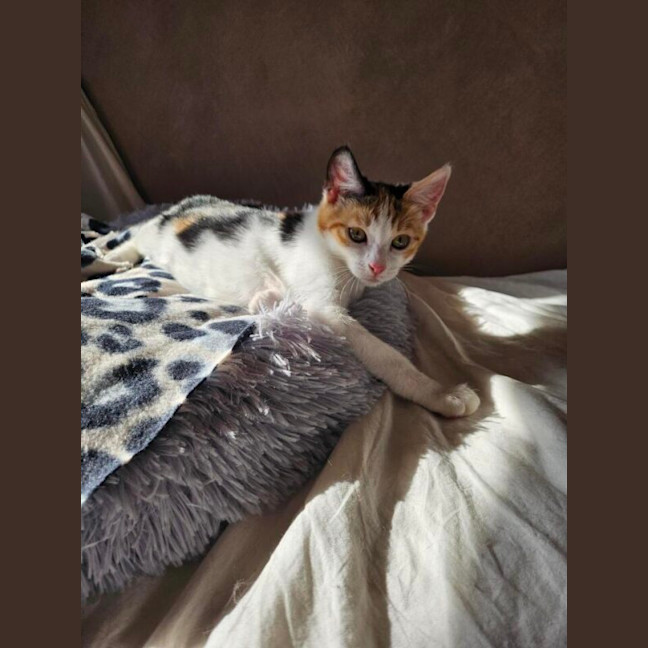 Photo of Snugglepuff