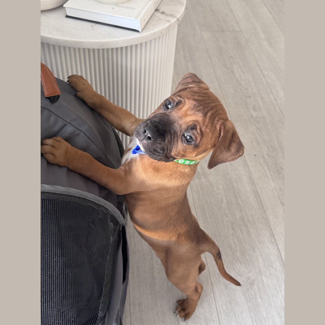 Photo of Stormy   9 Week Old American Staffy