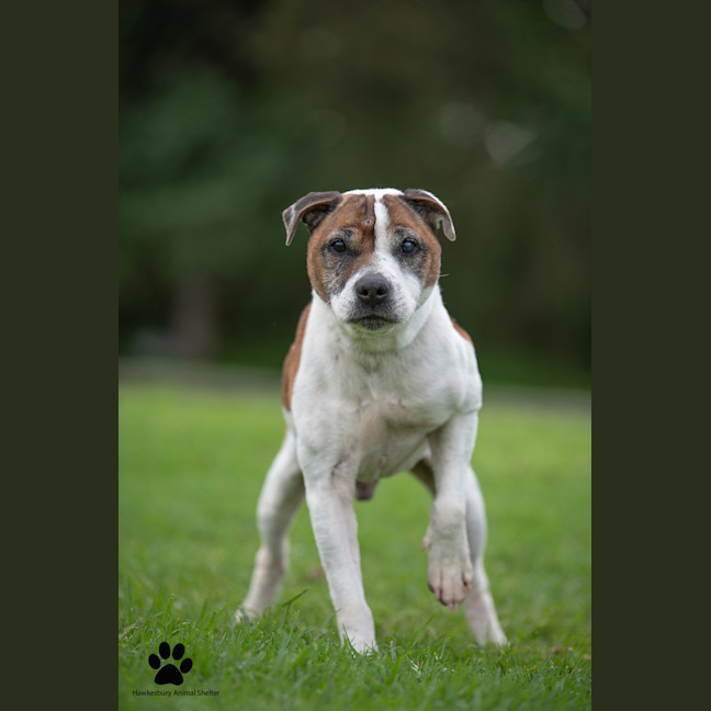 Photo of Rocko