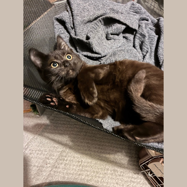 Photo of Atlas