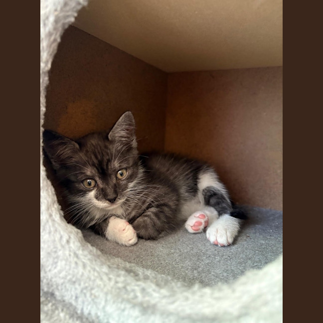 Photo of Tarzan