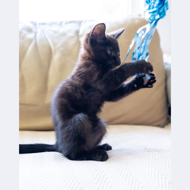 Photo of Kit