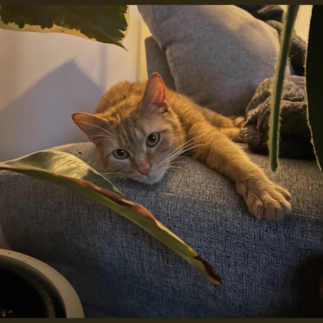 Photo of Chilli