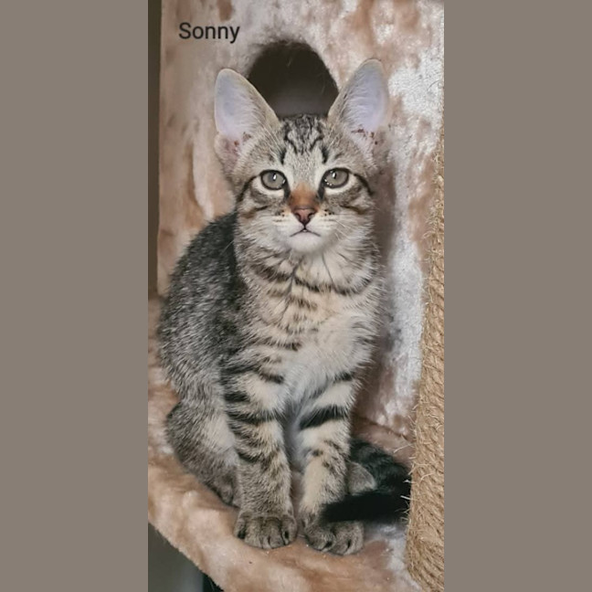 Photo of Sonny