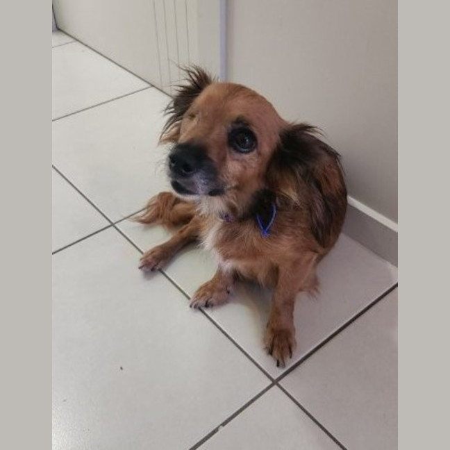 Photo of Ruby   6 Year Old Australian Terrier X