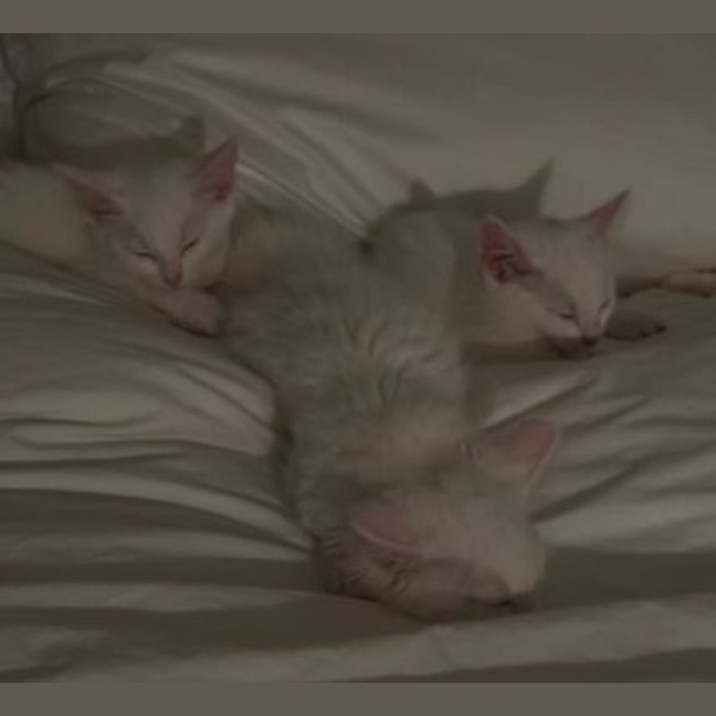 Photo of Vanilla Slice, Custard Tart, Lemon Pie
