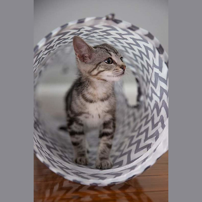 Photo of Biscuit