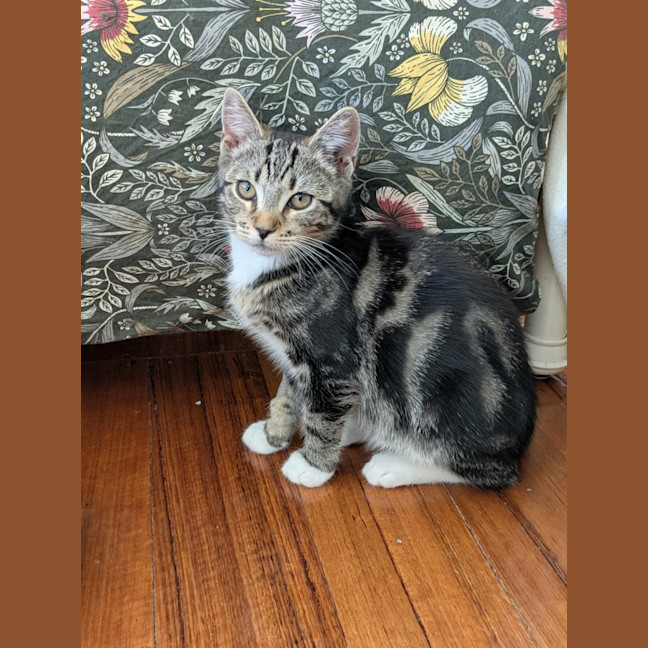 Photo of Hugo *9 Lives Project Rescue*