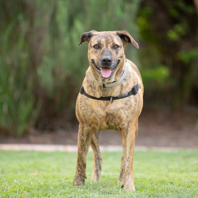 Photo of Cinnamon