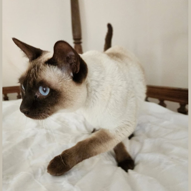 Photo of Tommy 