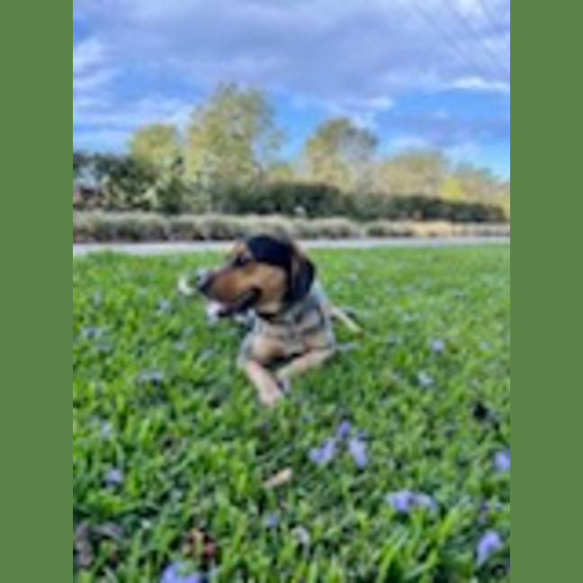 Photo of Mini   3 Year Old Beagle X Cattle Dog