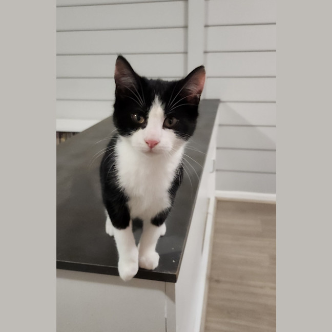 Photo of Bouncing Billy