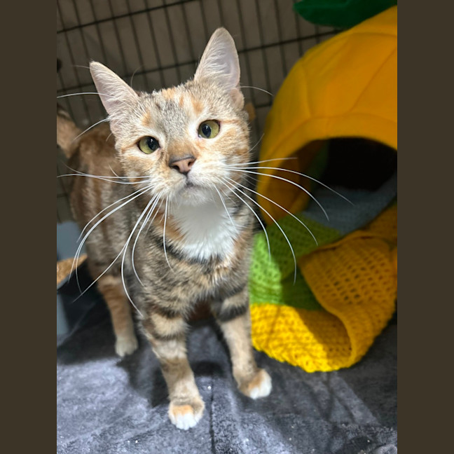 Photo of Petal