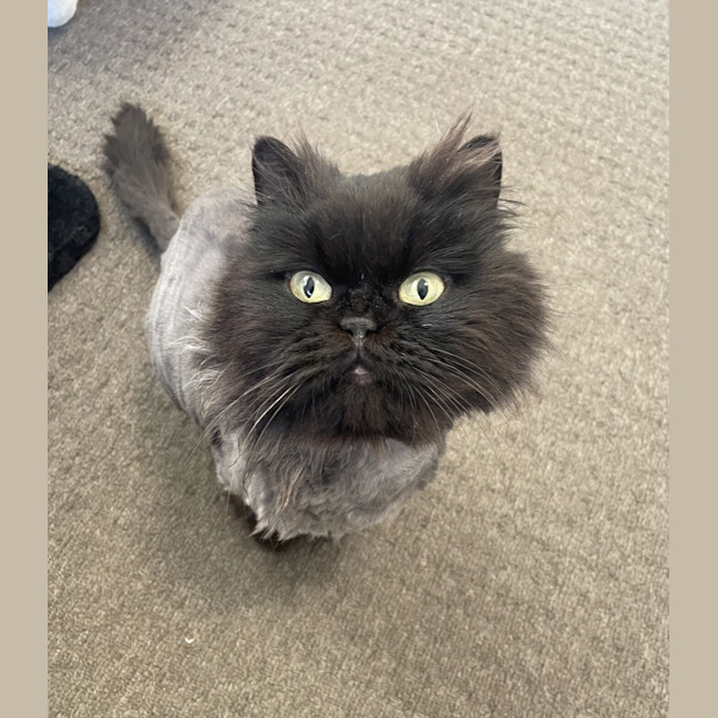 Photo of Domino