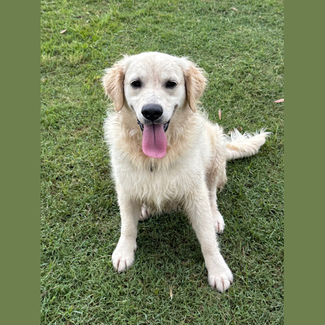 Photo of Buttercup